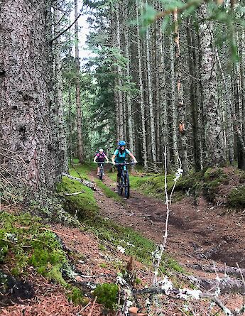 Mountain biking through the trees in Bomoen Forest, Voss, Norway. CC:Outdoor Norway