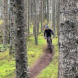 MTBing through trees in Bomoen Forest, Voss, Norway. CC:Outdoor Norway
