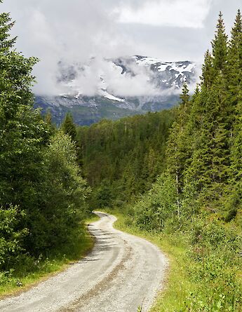 Road through a forest, Voss, Norway. Barnabas Davoti@Unsplash