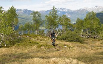 Trees and fields of the Grand Traverse, Voss, Norway. CC:Outdoor Norway
