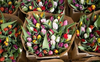 Bouquets of tulips, Amsterdam, Holland. Unsplash:Alice Dietrich