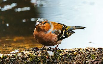 Bullfinch by a lake, Hoge Veluwe National Park, Holland. Unsplash:Krisztian Toth