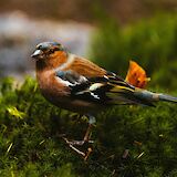 Bullfinch perched on a bush, Hoge Veluwe National Park, Holland. Unsplash:Krisztian Toth