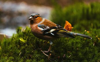 Bullfinch perched on a bush, Hoge Veluwe National Park, Holland. Unsplash:Krisztian Toth