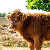 Cow in a field, Hattem, Holland. Unsplash:Edwin Herfkens