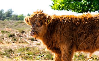 Cow in a field, Hattem, Holland. Unsplash:Edwin Herfkens