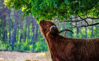 Cow reaching for leaves, Hattem, Holland. Unsplash:Edwin Herfkens