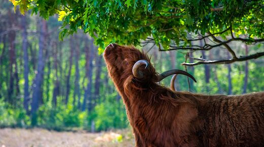 Cow reaching for leaves, Hattem, Holland. Unsplash:Edwin Herfkens