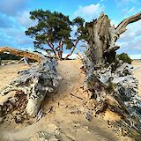 Dead trees in the dunes, Hoge Veluwe National Park, Holland. Unsplash:Fonsi Fernandez