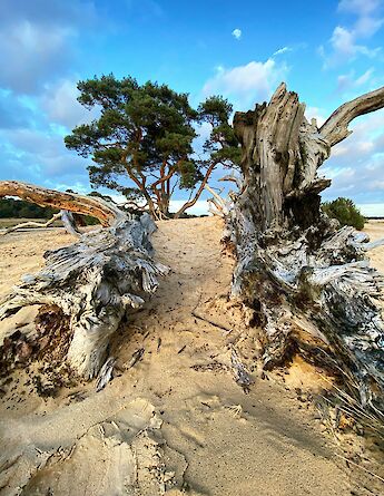 Dead trees in the dunes, Hoge Veluwe National Park, Holland. Unsplash:Fonsi Fernandez