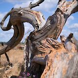 Decaying tree in Hoge Veluwe National Park, Holland. Unsplash:Tim Offermans