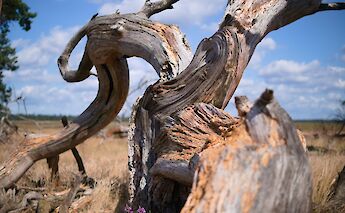 Decaying tree in Hoge Veluwe National Park, Holland. Unsplash:Tim Offermans