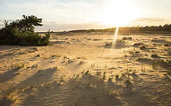 Dunes in the sunshine, Hoge Veluwe National Park, Holland. Unsplash:Martijn Baudoin