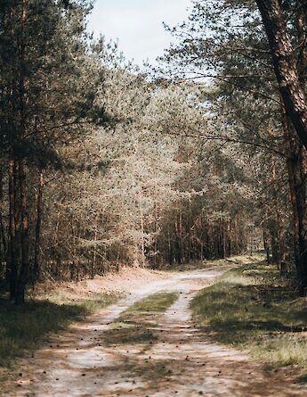 Forest path, Otterlo, Holland. Unsplash:Renate Dreyer