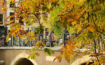 Leaves changing color, Utrecht, Holland. Unsplash:Joao Guimaraes