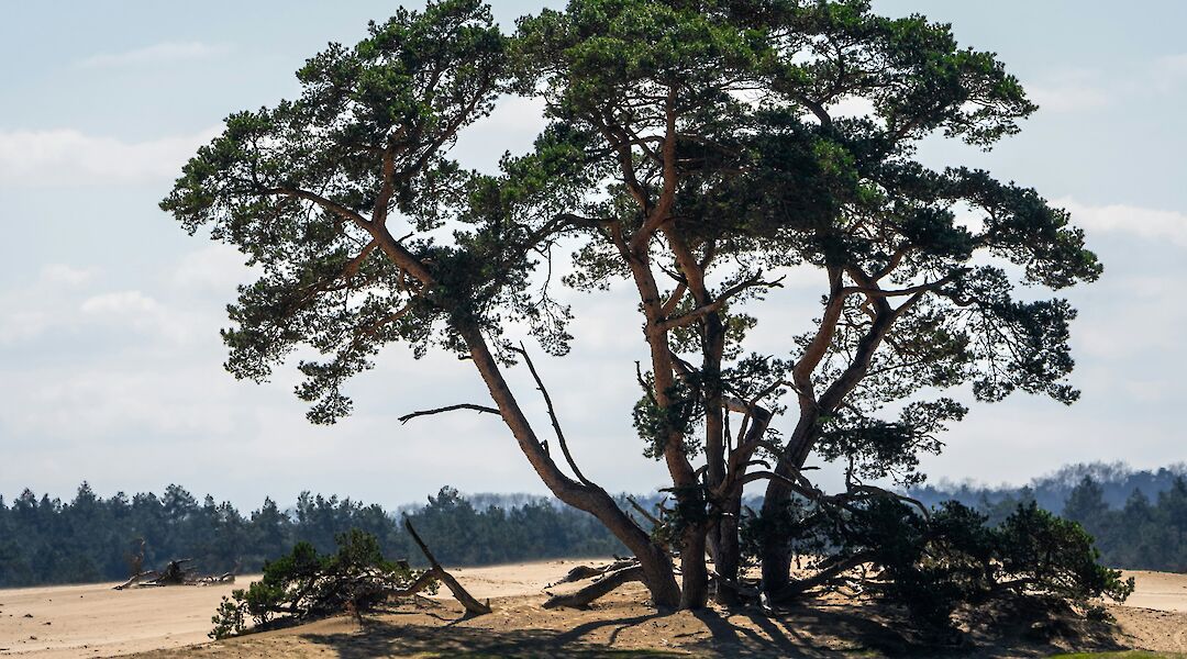 Majestic tree, Hoge Veluwe National Park, Holland. Unsplash:Aron Marinelli