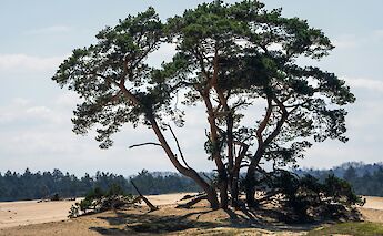 Majestic tree, Hoge Veluwe National Park, Holland. Unsplash:Aron Marinelli