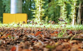 Mushrooms growing in Otterlo, Holland. Unsplash:John De Jong