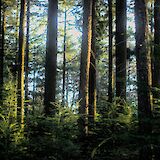 Pine trees and ferns, Hoge Veluwe National Park, Holland. Unsplash:Jochem Raat