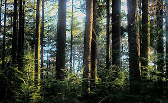 Pine trees and ferns, Hoge Veluwe National Park, Holland. Unsplash:Jochem Raat