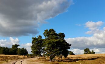 Trees and fields, Hoge Veluwe National Park, Holland. Unsplash:Lieve Ransijn