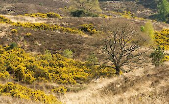 Trees and gorse in Hoge Veluwe National Park, Holland. Unsplash:Job Vermeulen