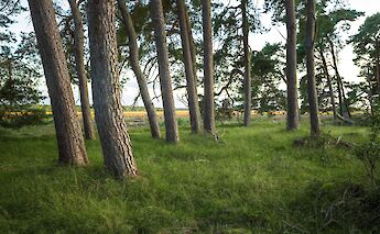 Trees in Hoge Veluwe National Park, Holland. Unsplash:Martijn Baudoin