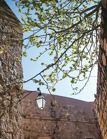 Buildings and branches, Dubrovnik, Croatia. Morgan Elebrton@Unsplash
