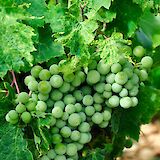 Grapes Konavle valley, Croatia. Alex Block@Unsplash