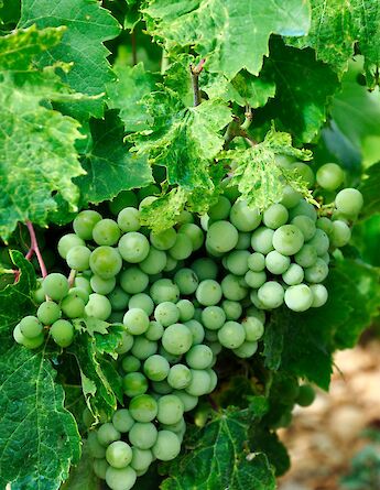 Grapes Konavle valley, Croatia. Alex Block@Unsplash