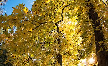 Trees in Lazienki Krolewskie Park, Warsaw, Poland. All Photo Bangkok@Unsplash