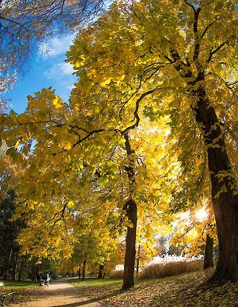 Trees in Lazienki Krolewskie Park, Warsaw, Poland. All Photo Bangkok@Unsplash