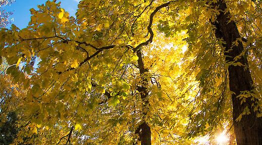 Trees in Lazienki Krolewskie Park, Warsaw, Poland. All Photo Bangkok@Unsplash