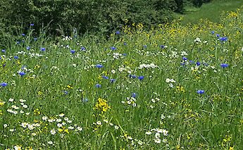 Wildflowers in Traben Trarbach, Germany. Flickr:Esther Westerveld