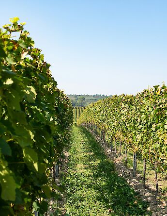 Blue skies above a vineyard in Germany. Unsplash:Sven Finger
