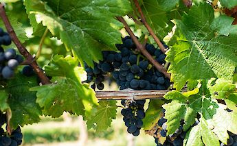 Red grapes, Germany. Unsplash:Sven Finger