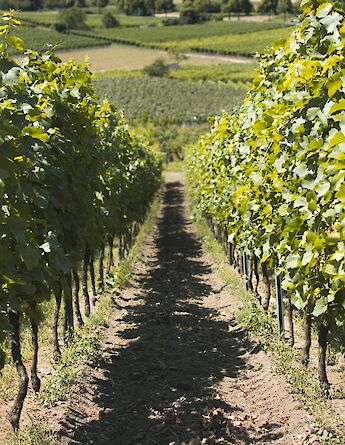 Vineyard, Germany. Unsplash:Puneeth Shetty