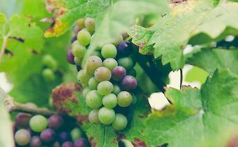 Grapes growing in a German vineyard. Unsplash:Markus Spiske