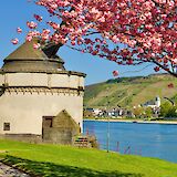 Riverside tree blossom, Andernach, Germany. Unsplash:Hans Georg Hansen