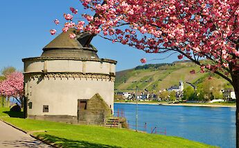 Riverside tree blossom, Andernach, Germany. Unsplash:Hans Georg Hansen