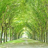 Canopy of trees, Fontainebleau, France. Unsplash:Michael Yung