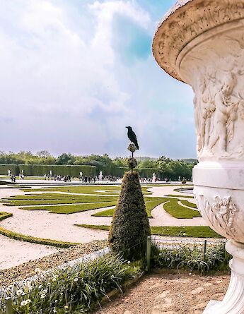 A crow perched on a topiary bush in the gardens of Versailles, France, with a large ornamental vase in the foreground and manicured lawns and pathways in the background.