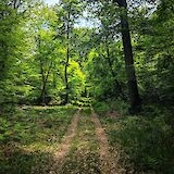 Forest path, Fontainebleau, France. Unsplash:Alana Harris