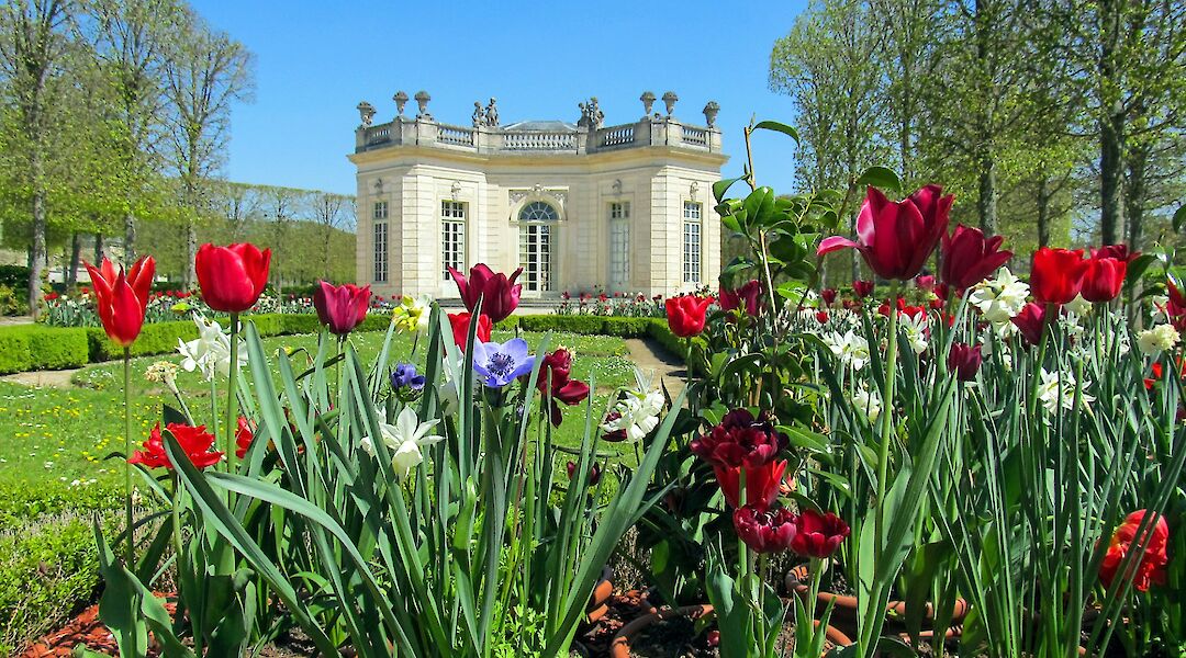 Tulips in Versailles, France. Unsplash:Daniela Paola Alchapar