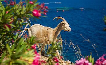 Goat on the cliffs, Greece. CC:Island Hopping