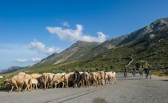 A herd of sheep crosses a road as cyclists approach in a mountainous landscape on a clear day.