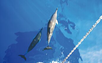 Two dolphins swim near the surface of a clear blue sea, with one visible alongside a boat's chain.