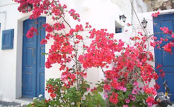 Bright pink bougainvillea flowers climb over whitewashed walls and blue doors in a traditional Greek setting.
