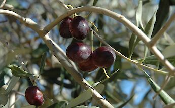 Close-up of ripe, dark olives hanging from the branches of an olive tree, with green leaves surrounding them.