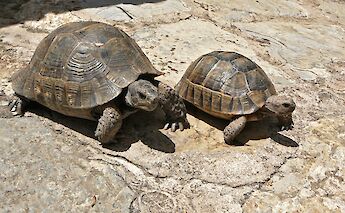 Two turtles on a stone surface, basking in sunlight.